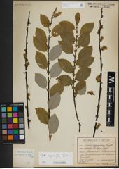 Foto von Salix myrsinifolia Salisb.